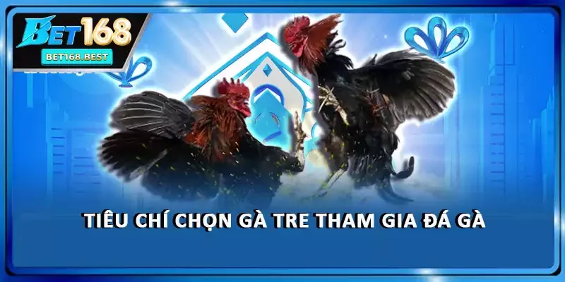 Tiêu chí chọn gà tre tham gia đá gà