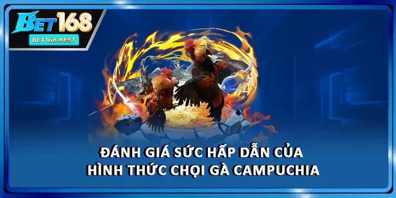 Đánh giá sức hấp dẫn của hình thức chọi gà Campuchia